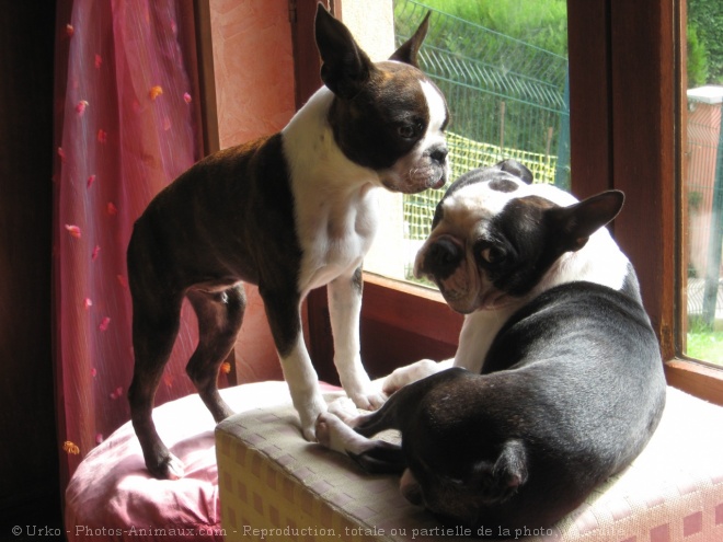 Photo de Boston terrier