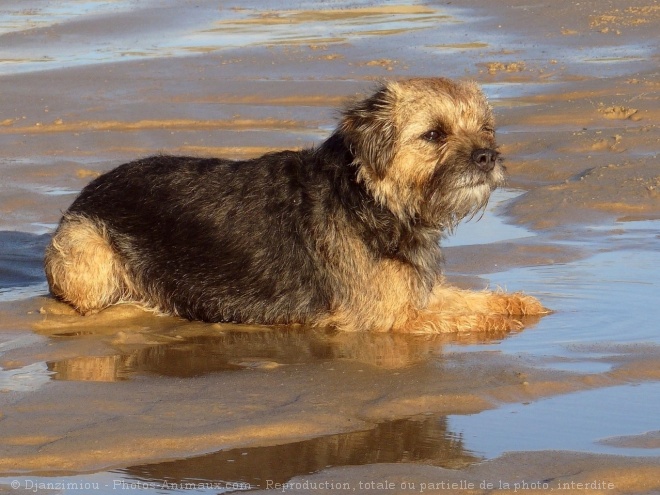 Photo de Border terrier