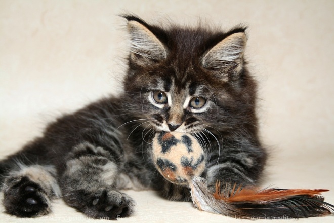 Photo de Maine coon