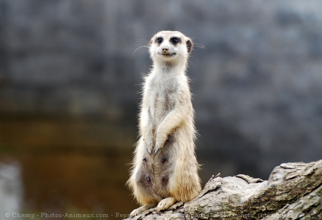 Photo de Suricate