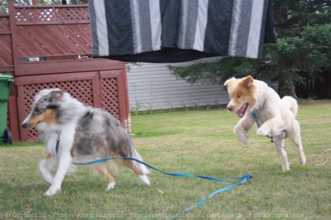 Photo de Races diffrentes