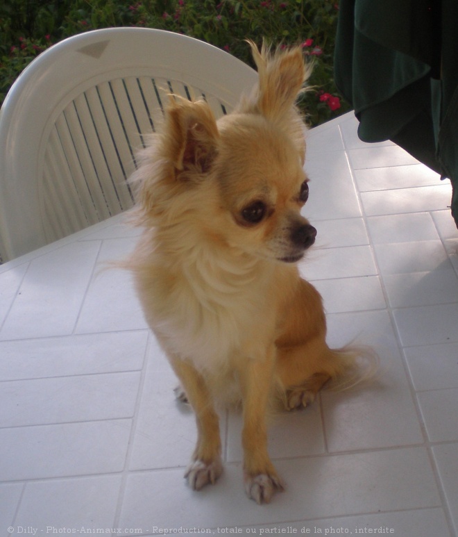 Photo de Chihuahua  poil long