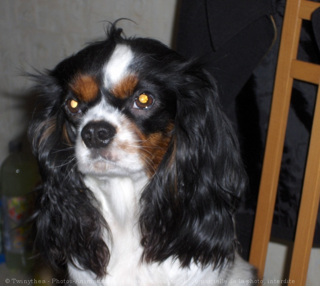 Photo de Cavalier king charles spaniel