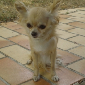 Photo de Chihuahua  poil long