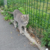 Photo de Chat domestique