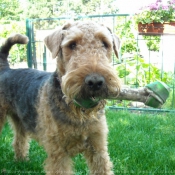 Photo d'Airedale terrier