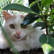 Photo de Chat domestique