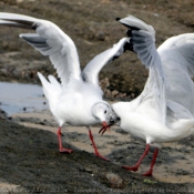 Photo de Mouette