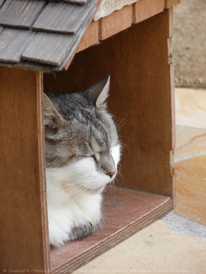 Photo de Chat domestique