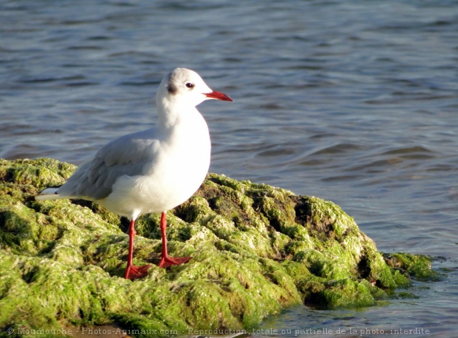 Photo de Mouette