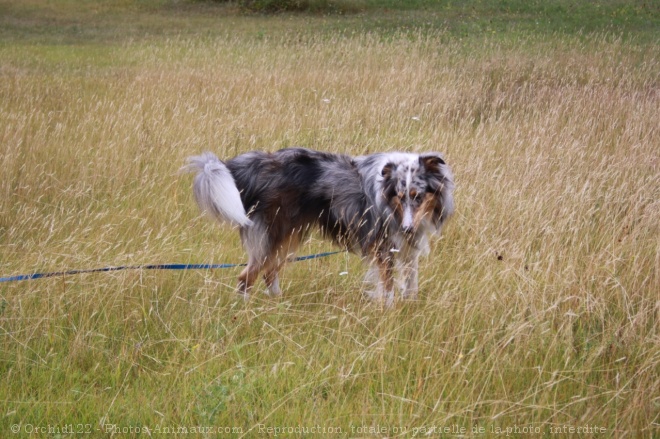 Photo de Chien de berger des shetland