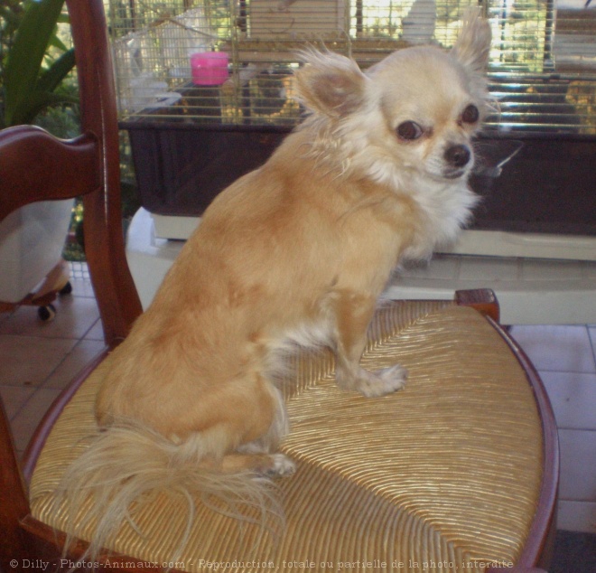 Photo de Chihuahua  poil long