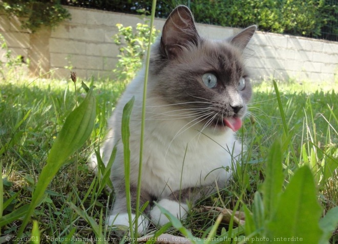 Photo de Ragdoll