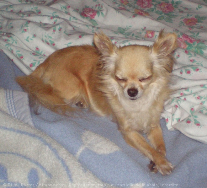 Photo de Chihuahua  poil long