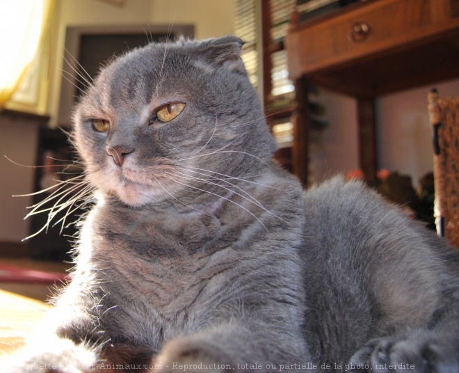 Photo de Scottish fold