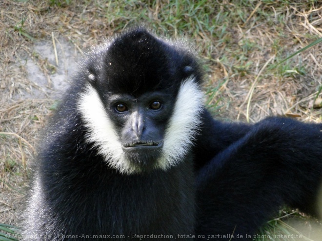 Photo de Singe - gibbon