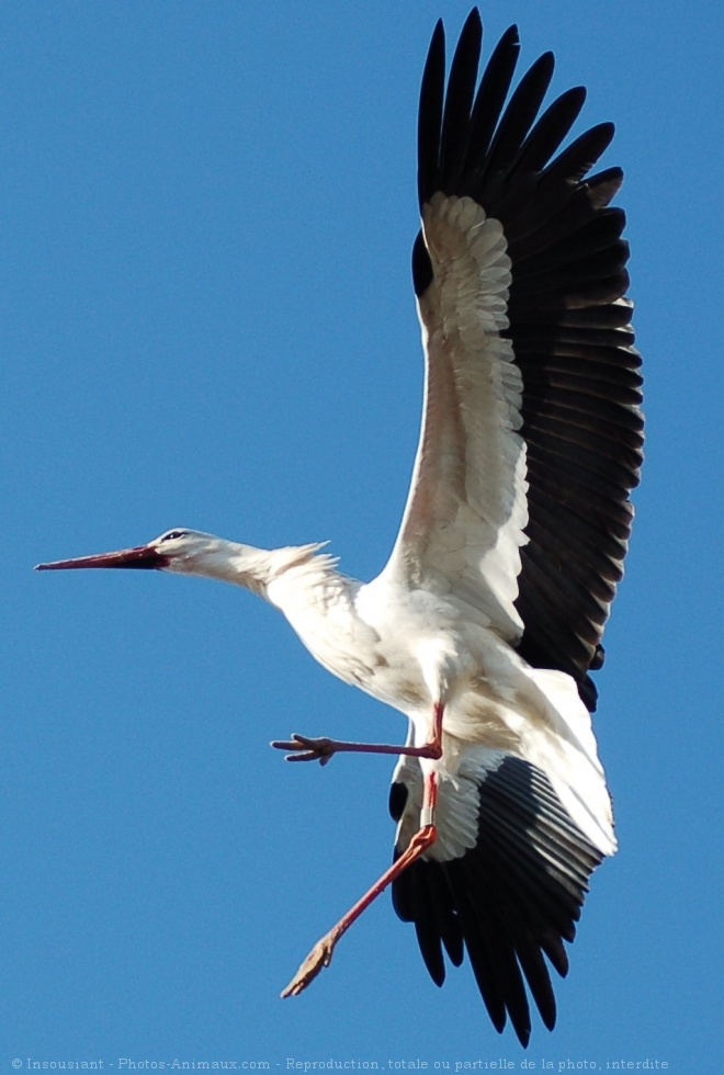 Photo de Cigogne