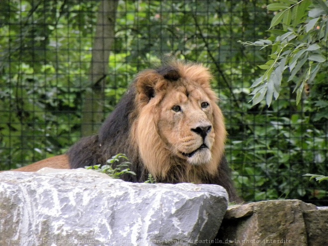 Photo de Lion