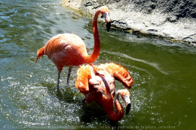 Photo de Flamand rose