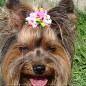 Photo de Yorkshire terrier