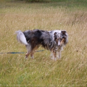 Photo de Chien de berger des shetland