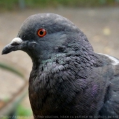 Photo de Pigeon