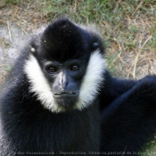 Photo de Singe - gibbon