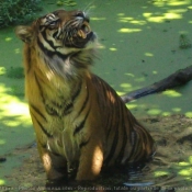 Photo de Tigre