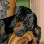 Photo de Dobermann