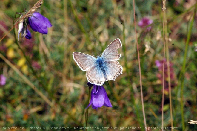 Photo de Papillon