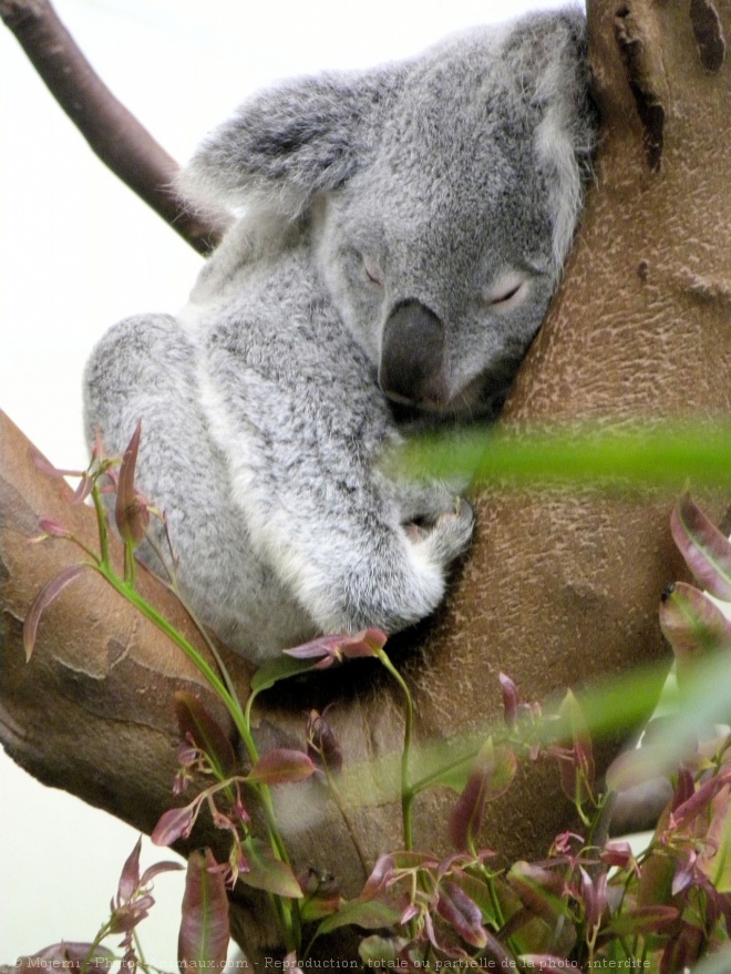 Photo de Koala