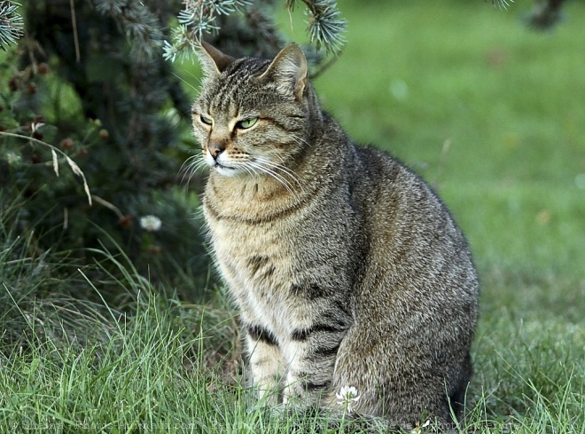 Photo de Chat domestique