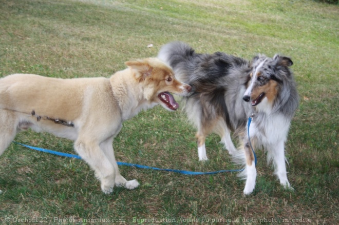 Photo de Races diffrentes