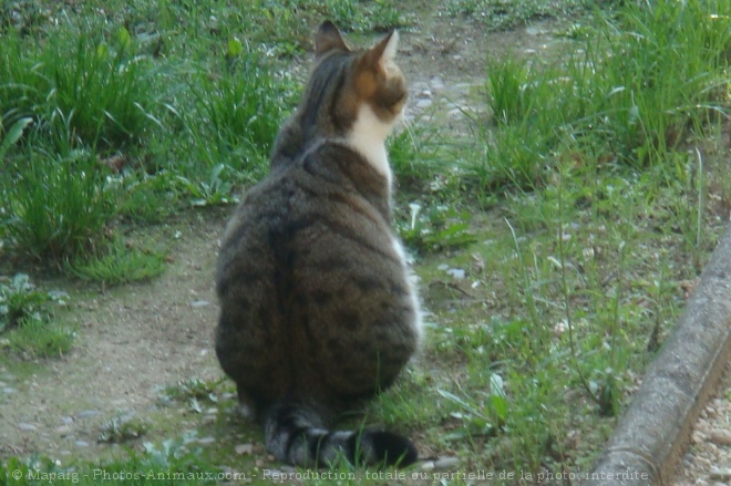 Photo de Chat domestique