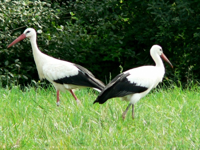 Photo de Cigogne