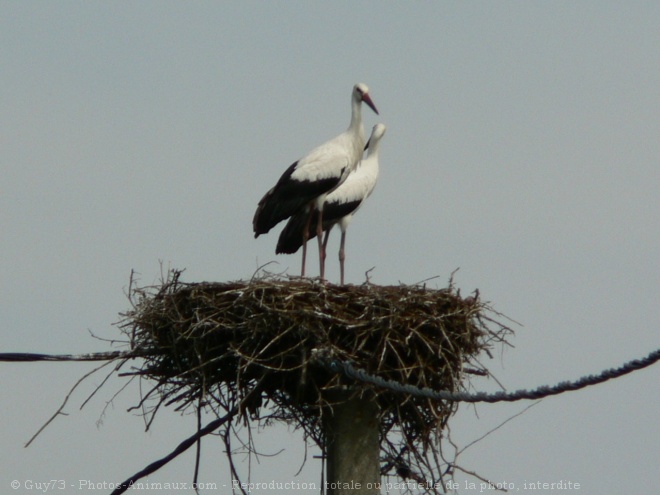 Photo de Cigogne