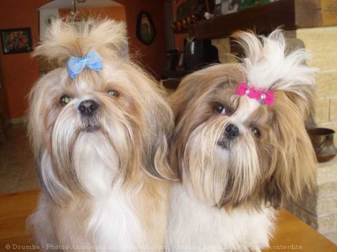 Photo de Shih tzu