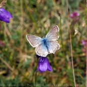 Photo de Papillon