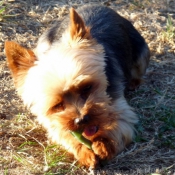 Photo de Yorkshire terrier