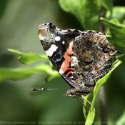 Photo de Papillon