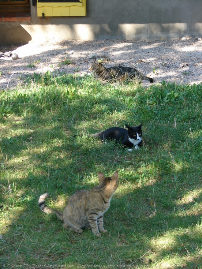 Photo de Chat domestique