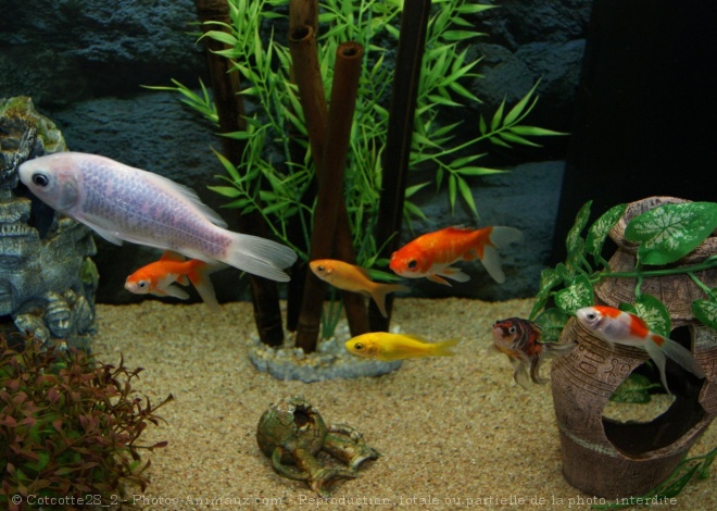 Photo de Poissons rouges