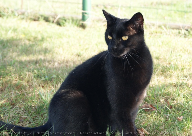 Photo de Chat domestique