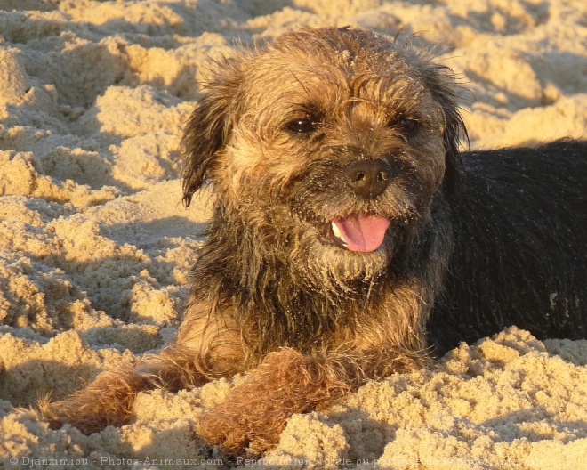 Photo de Border terrier