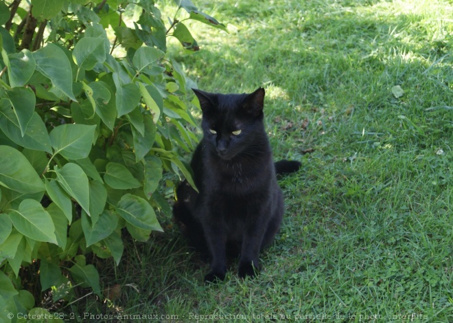 Photo de Chat domestique