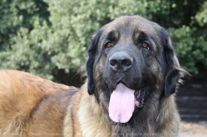 Photo de Leonberg