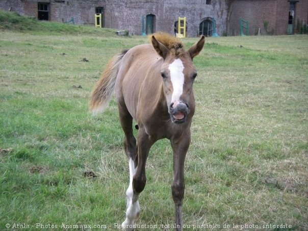 Photo de Races diffrentes