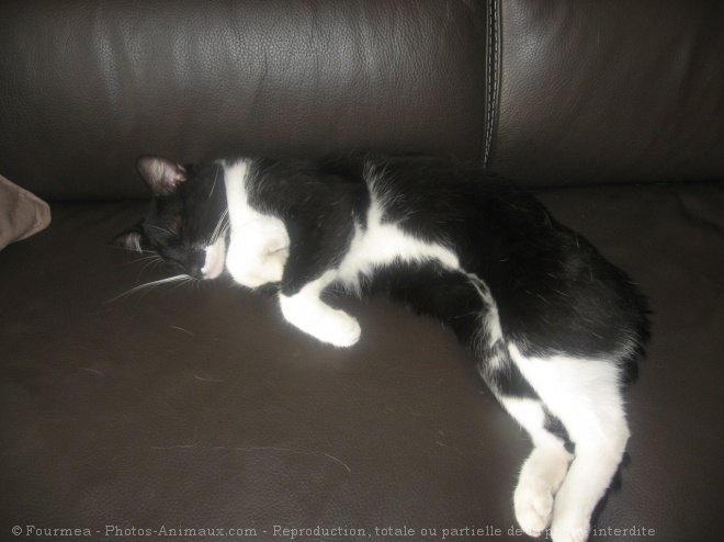 Photo de Chat domestique