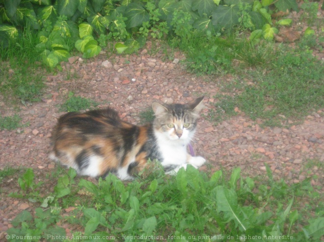 Photo de Chat domestique