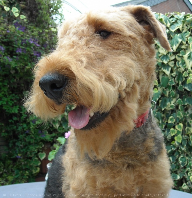 Photo d'Airedale terrier